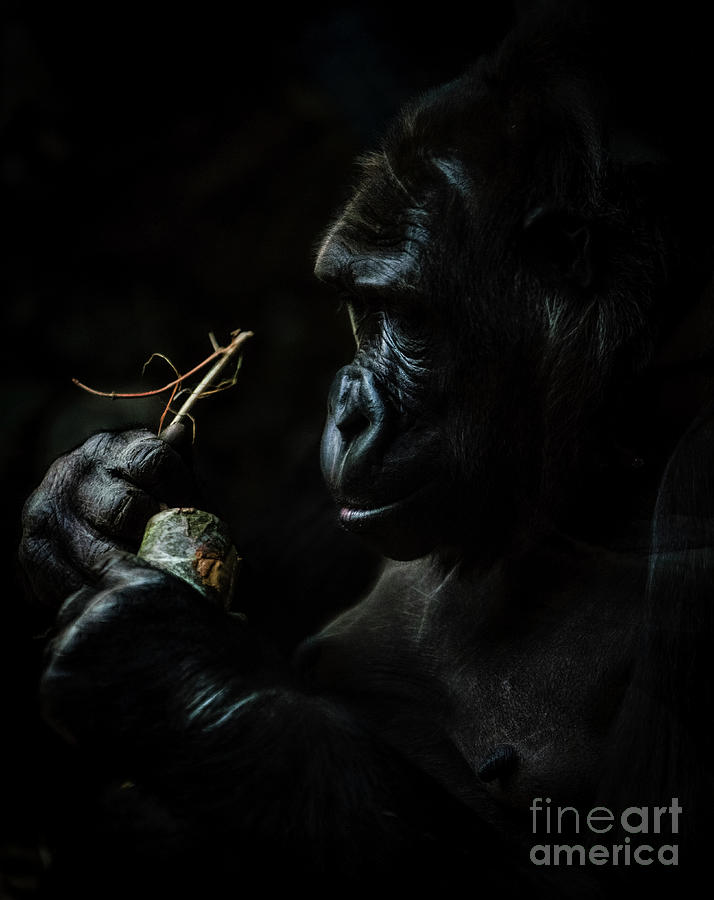 Planet der Affen Digital Art by Mirza Cosic
