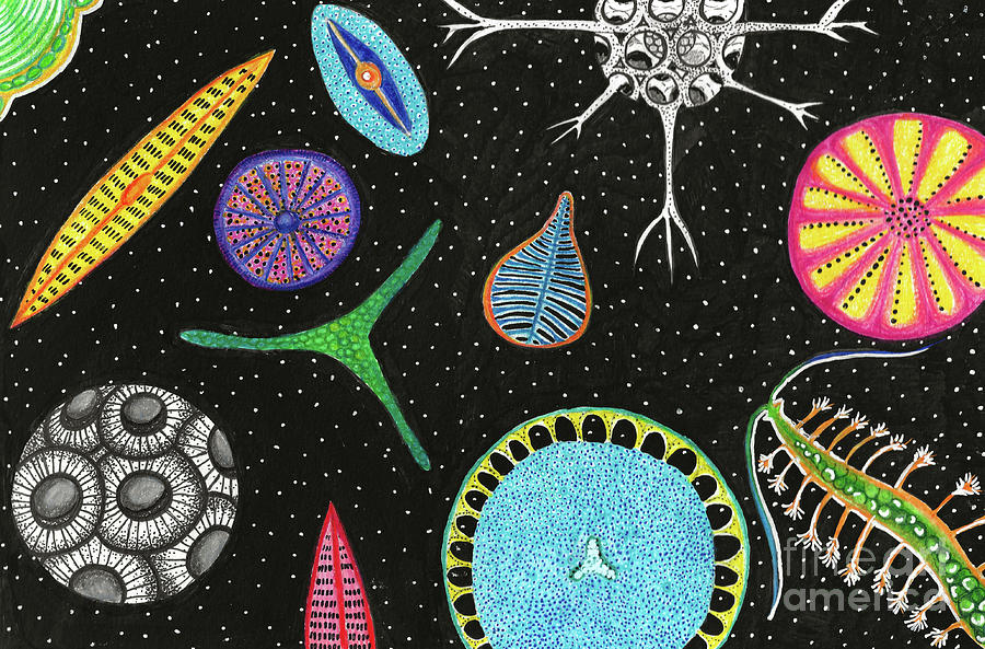 Plankton art Drawing by Nature Atelier - Fine Art America