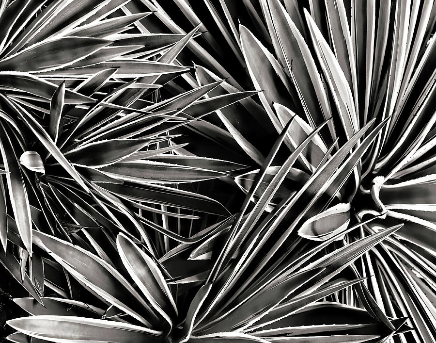 Plant Abstract Photograph