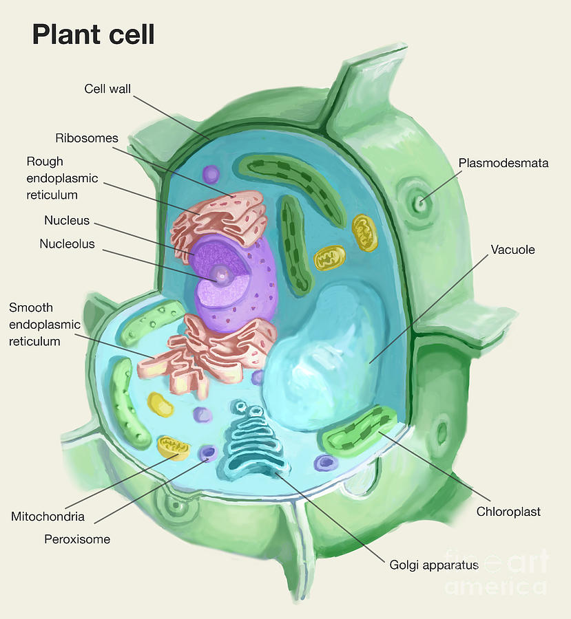Plant Cell Photograph by Spencer Sutton