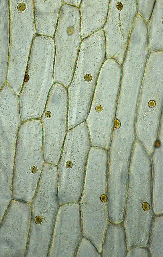 Plant cell structure. Onion Epidermis, Photomicrograph, 50X at 35mm. Shows: cell wall, nucleus, nucleoli, cytoplasm. Iodine stain. Photograph by Ed Reschke