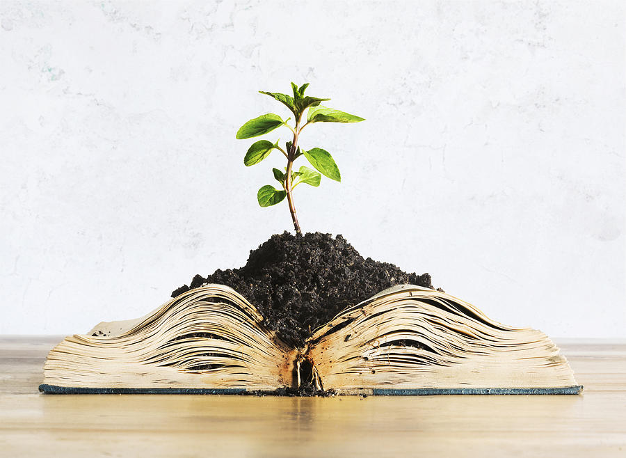 Plant growing out of open book Photograph by Dimitri Otis