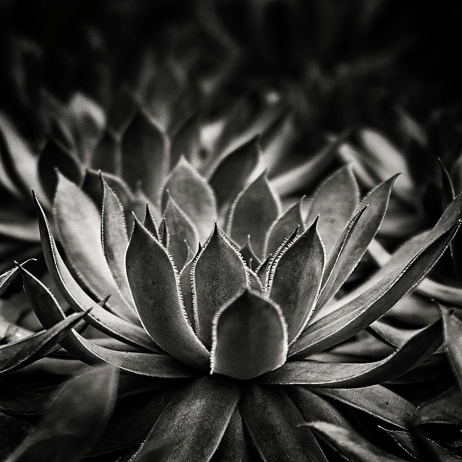 Plant in Black and White Photograph by Phil Cardamone