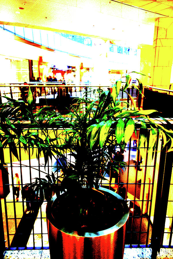 Plant In Mall In Warsaw, Poland Photograph by John Siest