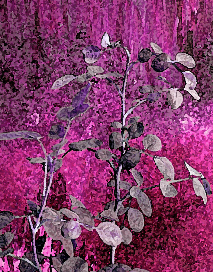 Plant in Pink Light Photograph by Corinne Carroll
