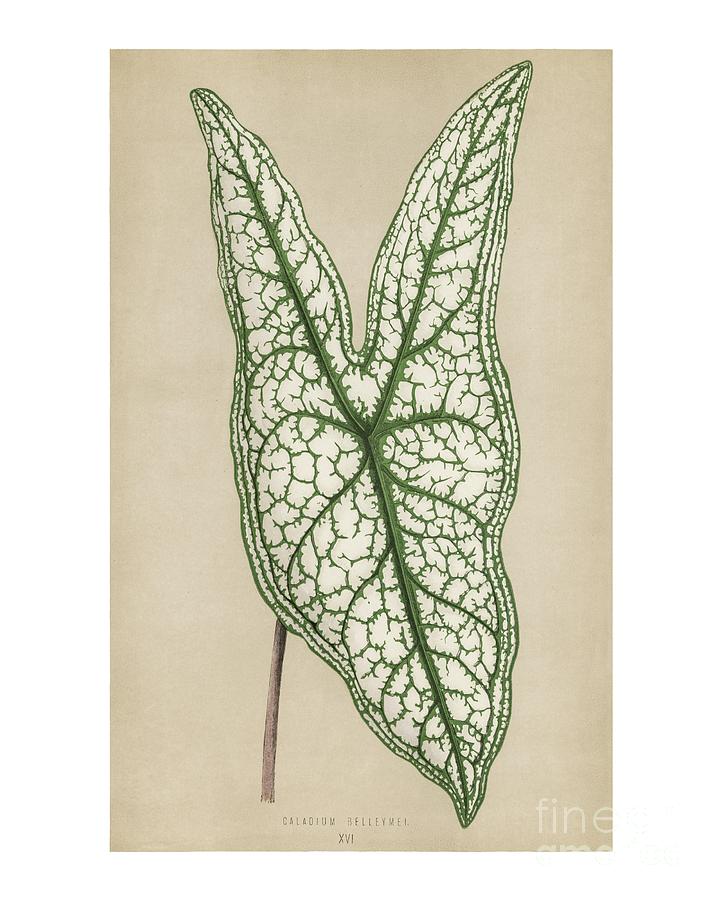 Plant leaf art print vintage Heart of Jesus Photograph by Word Fandom ...