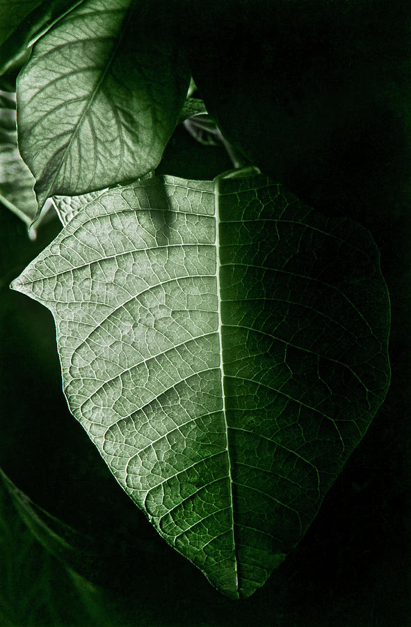 Plant Leaf Photograph by Thomas Firak