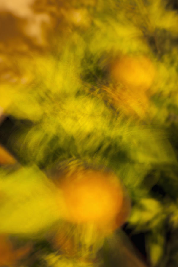 Plant leaves in motion, blurred motion Photograph by Martin Hospach