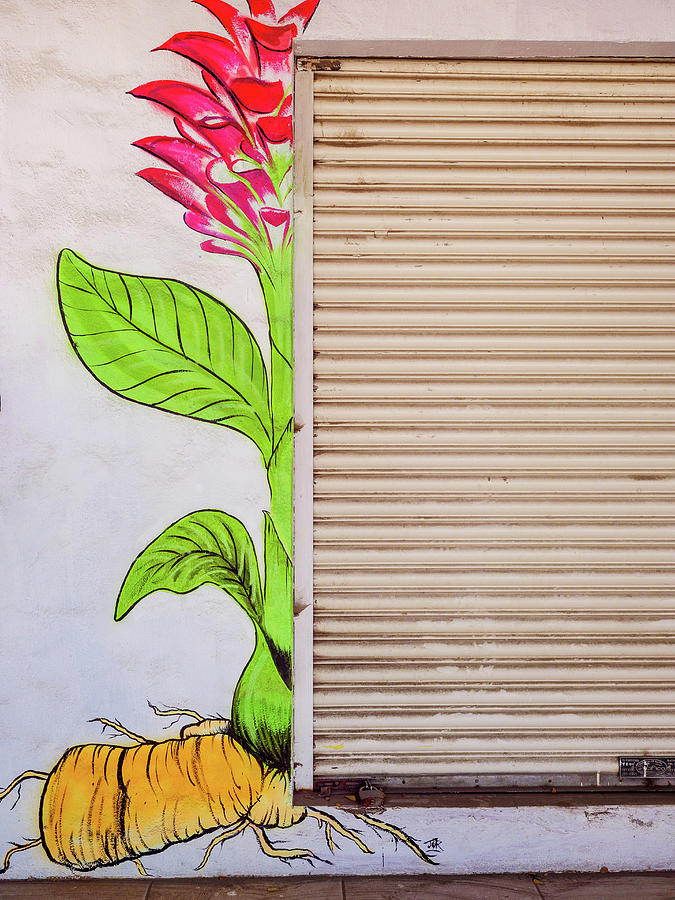 Plant mural next to roll-top door. Photograph by Rob Huntley