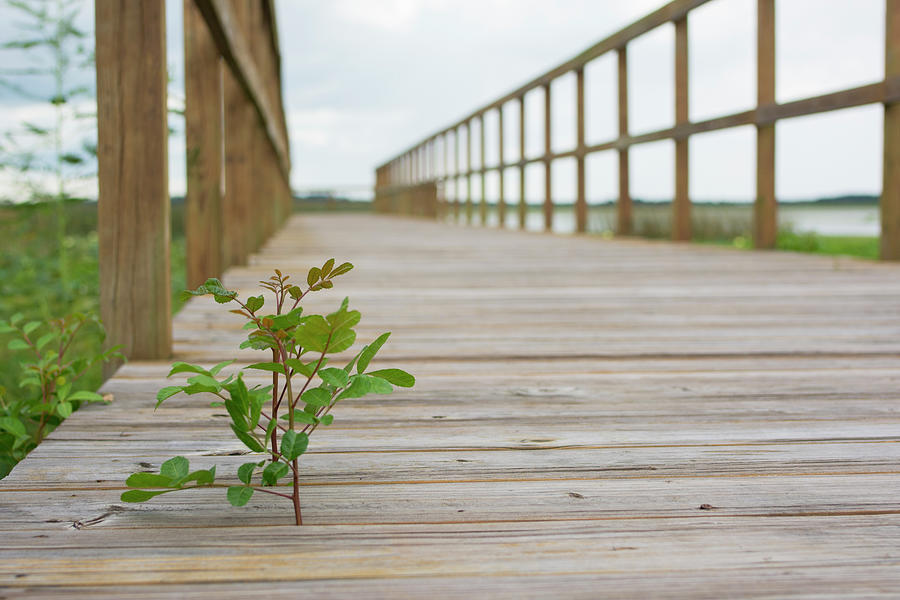 Plant on Boardwalk Photograph by Carolyn Hutchins
