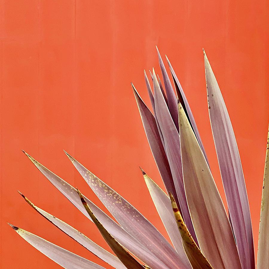 Plant On Orange Photograph by Julie Gebhardt
