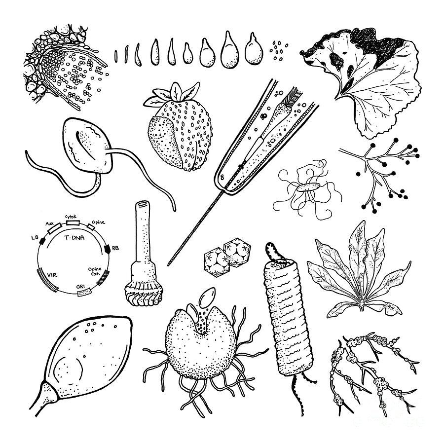 Plant Pathogens Drawing by Larissa Osterbaan