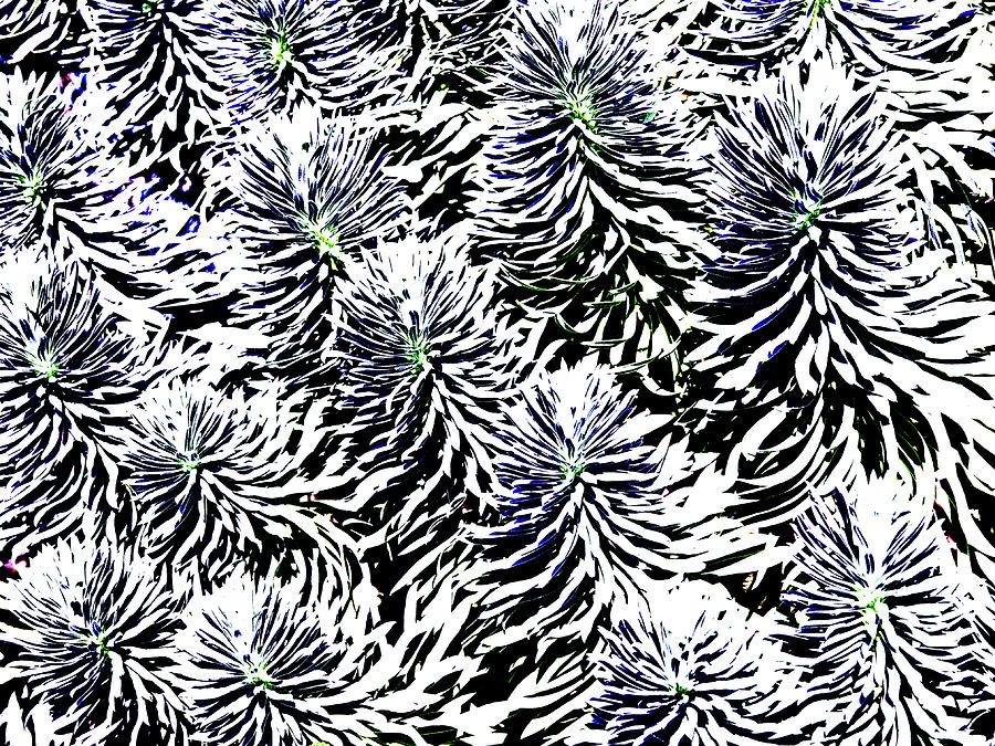 Plant Patterns In White Digital Art by David Desautel