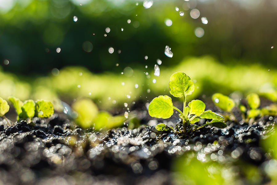Plant sprouts in the field and farmer is watering it Photograph by Jurgute Plant sprouts in the field and farmer is watering it Photograph by Jurgute