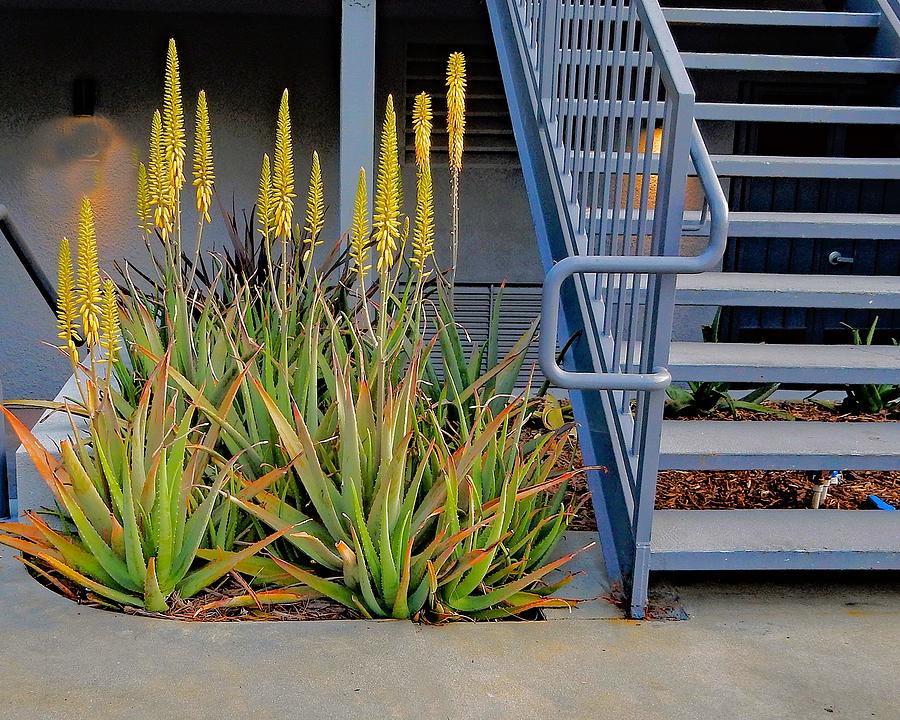 Plant Stairs Photograph by Andrew Lawrence