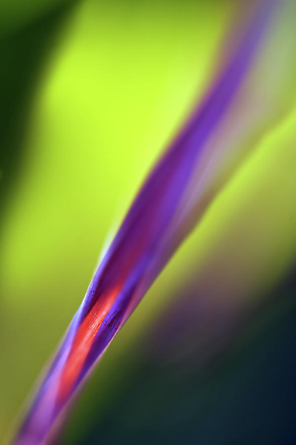Plant Photograph - Plantae Nebula 4 by ParaKrytous P Plant Photograph - Plantae Nebula 4 by ParaKrytous P