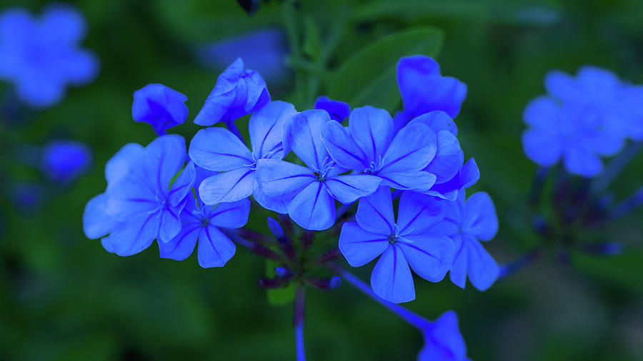 Plantaescape Plumbago auriculata Dark Blue Plumbago A10d Digital Art by ...