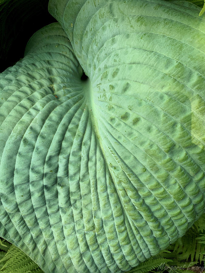 Plantain Lily Leaf Photograph by Margaret Emory Design Plantain Lily Leaf Photograph by Margaret Emory Design
