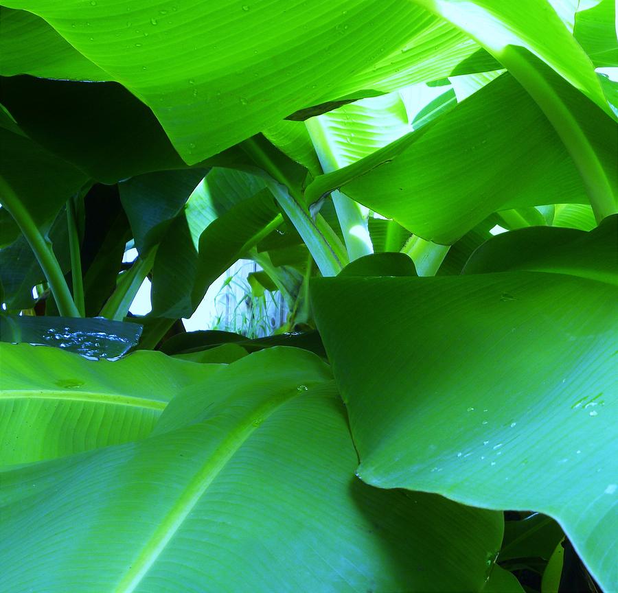 Plantain Leaves 3 Photograph by Sarah Carolan-Rodriguez - Fine Art America