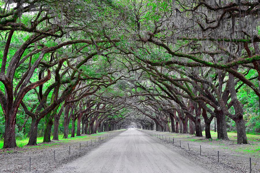 Plantation Life Photograph by Frozen in Time Fine Art Photography ...