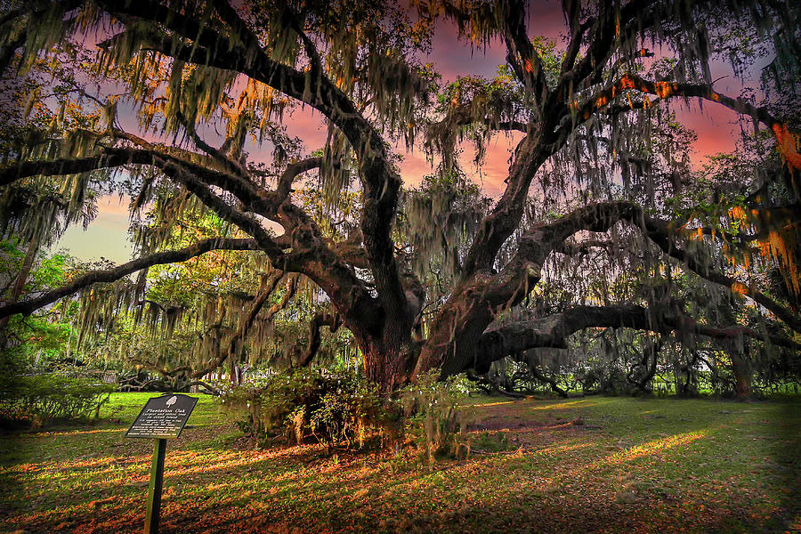 Plantation Oak Jekyll Is Georgia Sunset GRK8637_04122022-HDR-Edit Photograph by Greg Kluempers