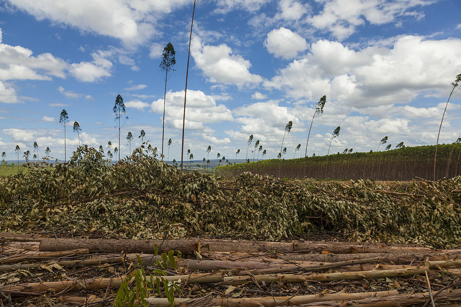 Plantation of eucalyptus tree Photograph by AlbertoChagas