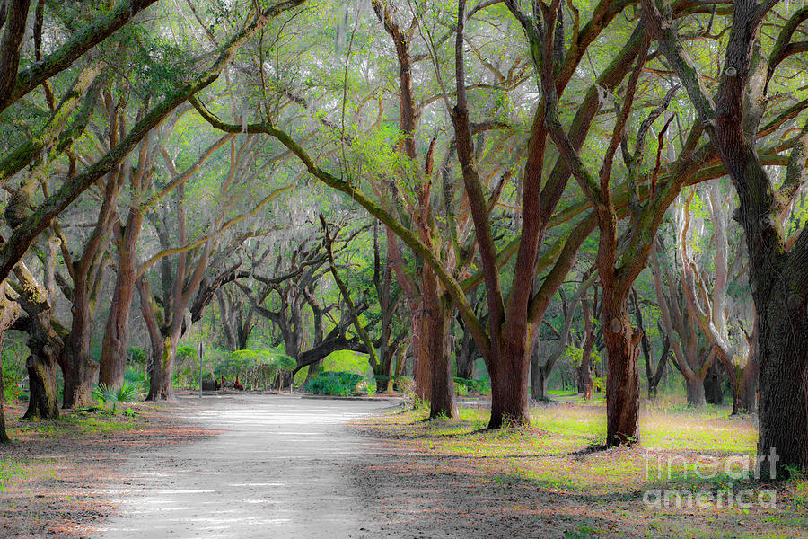 Plantation Path - Lowcountry Calling Photograph by Dale Powell