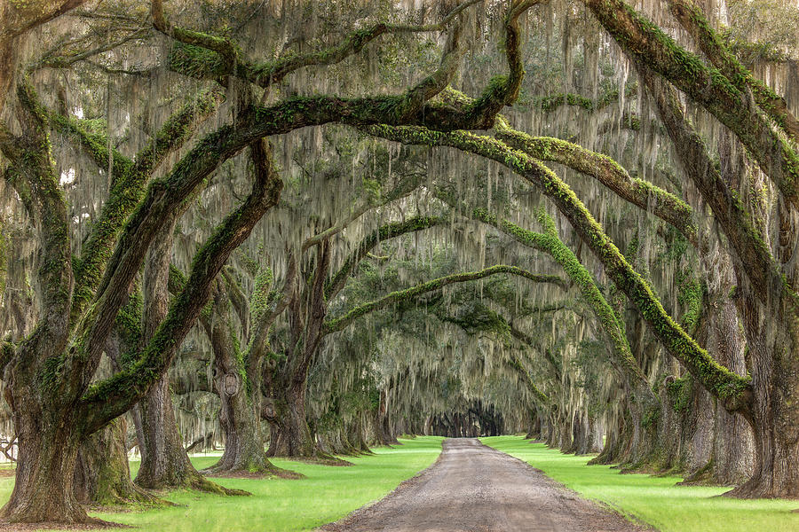 Plantation Road Photograph by Marcy Wielfaert | Fine Art America