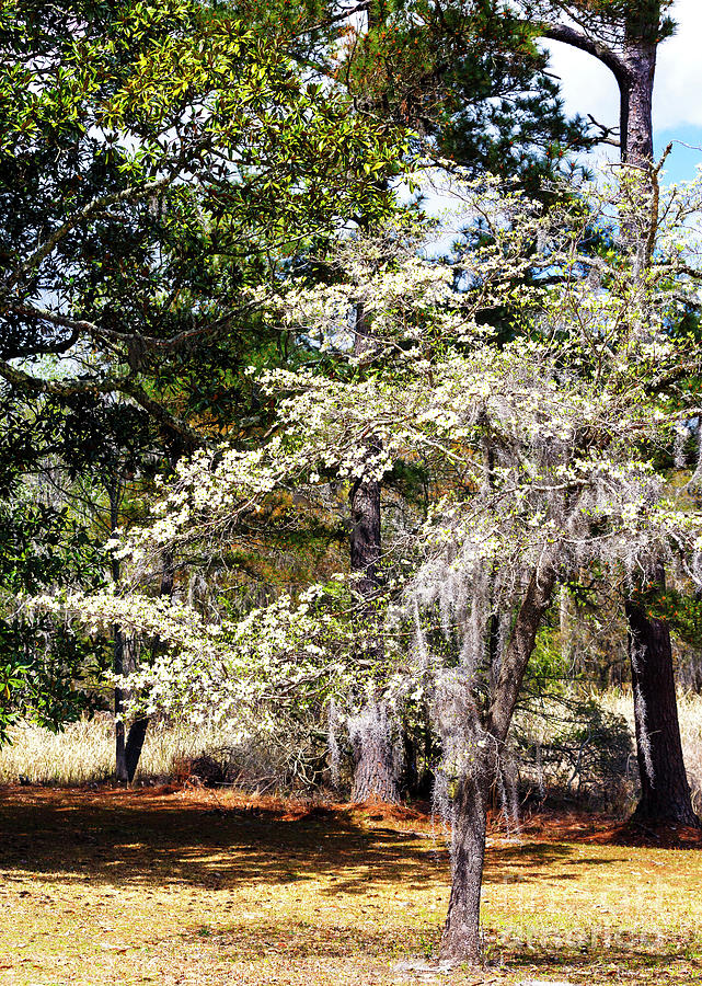 Plantation Tree in Georgetown South Carolina  Photograph by John Rizzuto