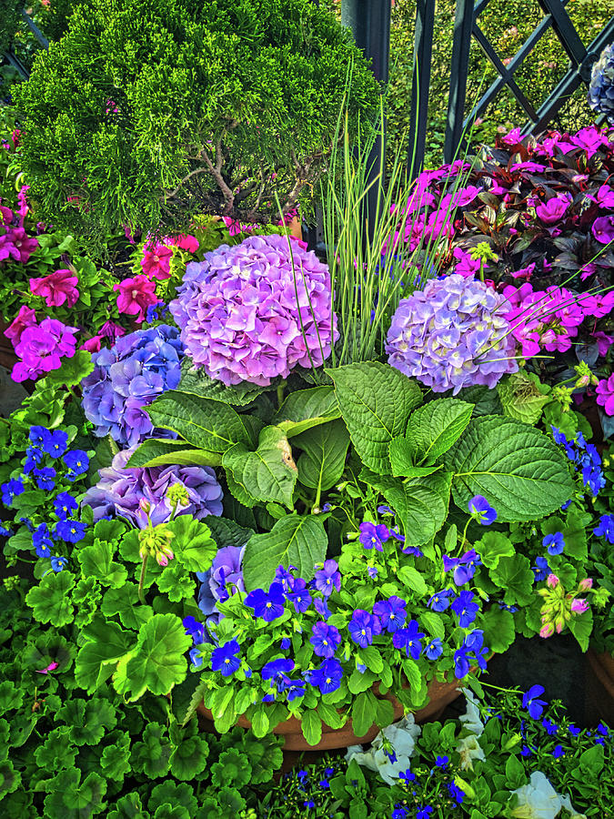 Planter Pots Disney Style Photograph by Portia Olaughlin