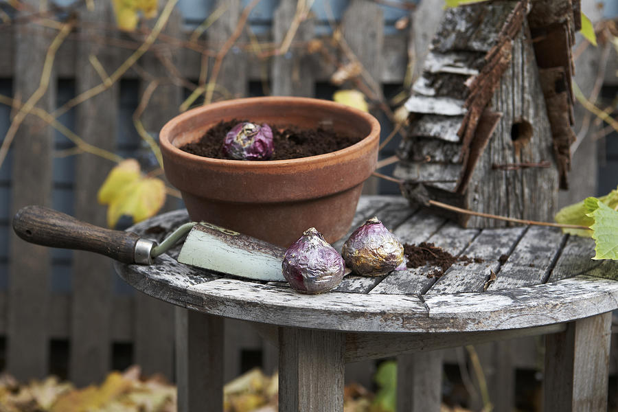 Planting hyacinth bulbs Photograph by Kathy Quirk-Syvertsen