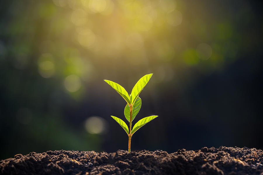Planting seedlings young plant in the morning light on nature background Photograph by sarayut Thaneerat