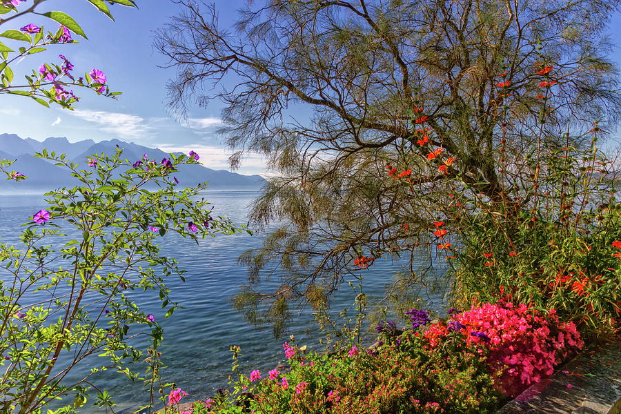 Plants and flowers next to Geneva Leman lake at Montreux, Switzerland Photograph by Elenarts - Elena Duvernay photo