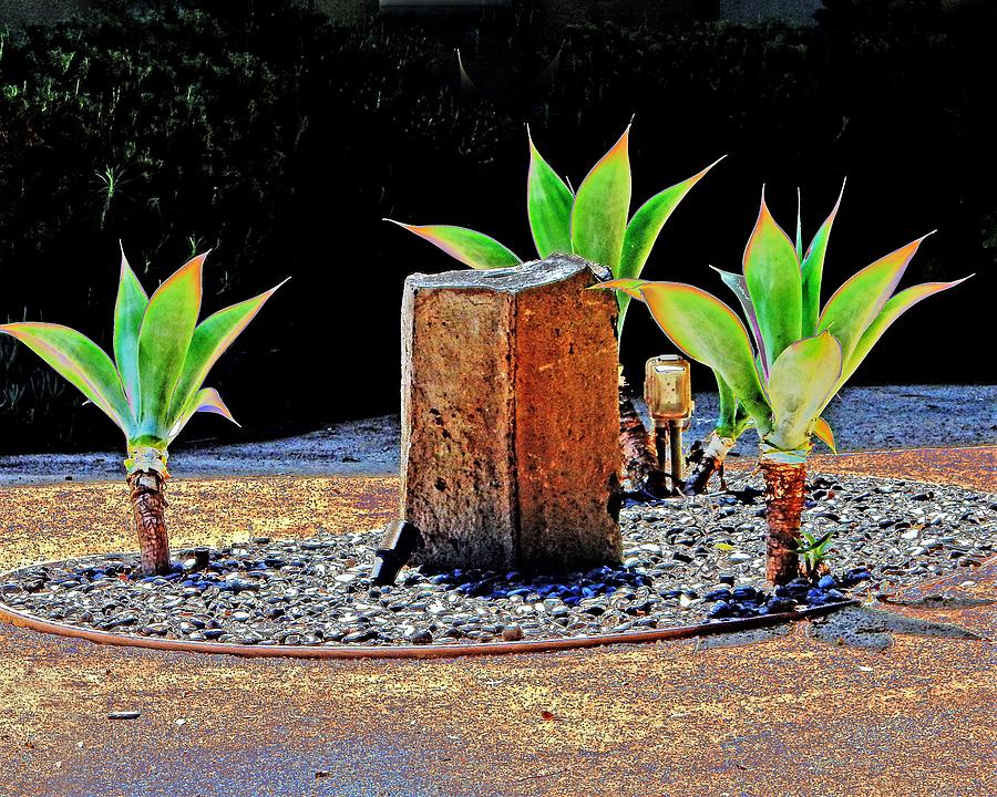 Plants and Pedestal Photograph by Andrew Lawrence
