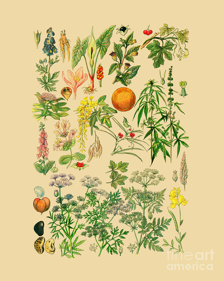 Fruit Digital Art - Plants And Weeds by Madame Memento