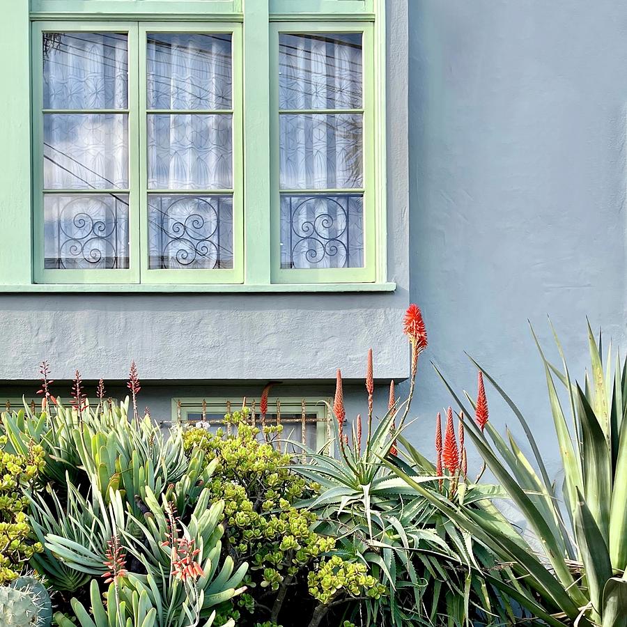 Plants and Window Photograph by Julie Gebhardt