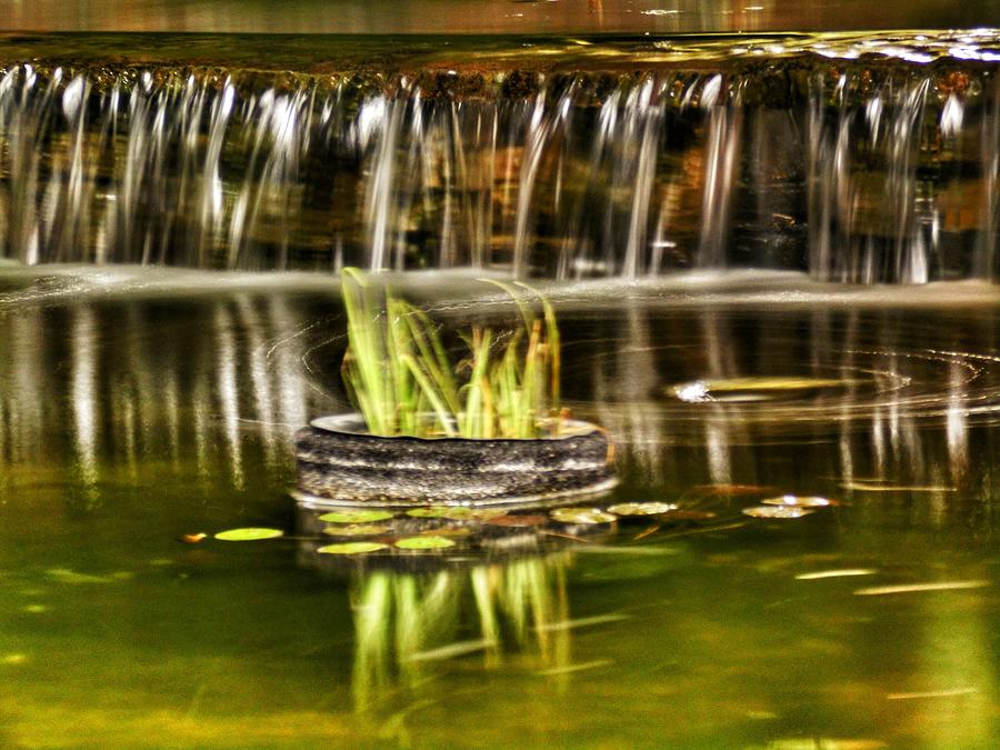 Plants In River At Forest Photograph by Christina Havis / EyeEm Plants In River At Forest Photograph by Christina Havis / EyeEm