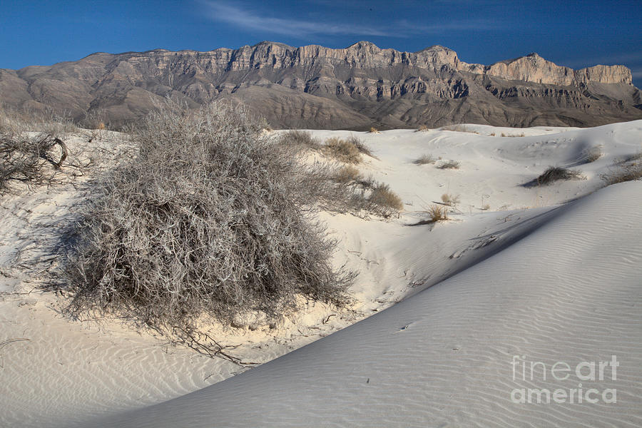 Plants In The Gypsum Dunes Photograph by Adam Jewell