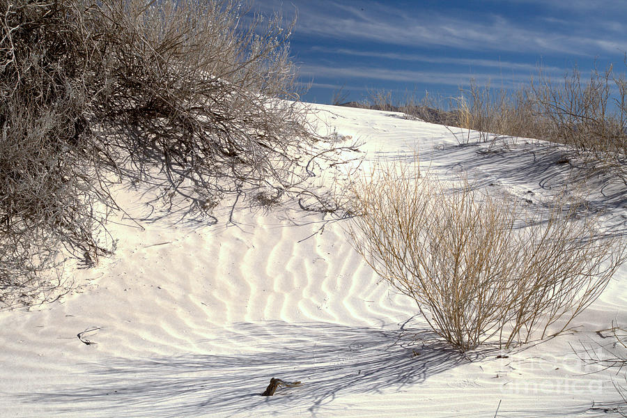 Plants In The Salt Basin Dunes Photograph by Adam Jewell