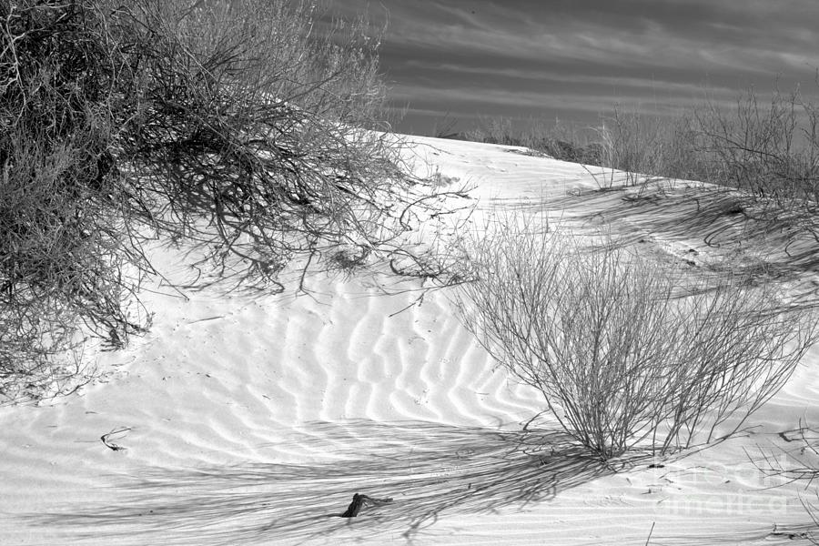 Plants In The Salt Basin Dunes Black And White Photograph by Adam Jewell