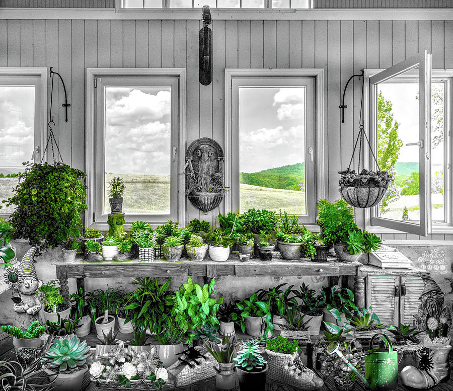 Plants in the Vineyard Greenhouse Window Black and White and Gre Photograph by Debra and Dave Vanderlaan