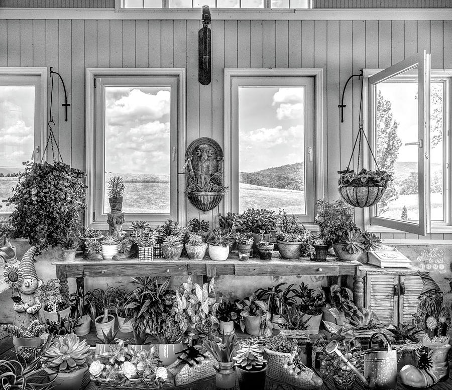 Plants in the Vineyard Greenhouse Window Black and White Photograph by Debra and Dave Vanderlaan