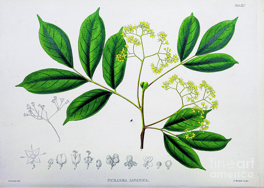 Plants of Java 1838 q16 Painting by Botany