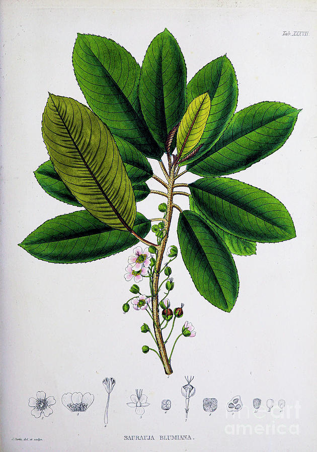 Plants of Java 1838 q18 Painting by Botany
