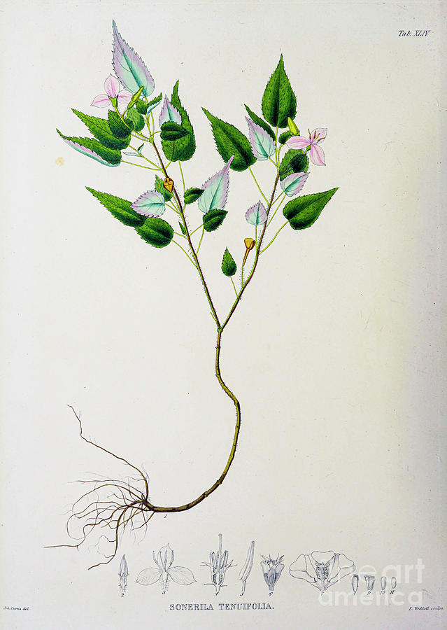 Plants of Java 1838 q19 Drawing by Botany