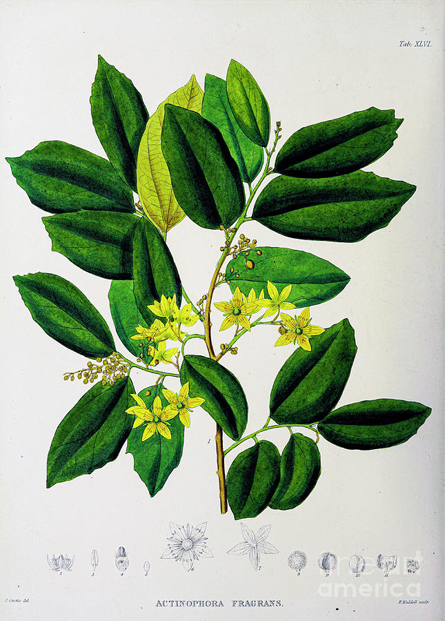 Plants of Java 1838 q20 Painting by Botany