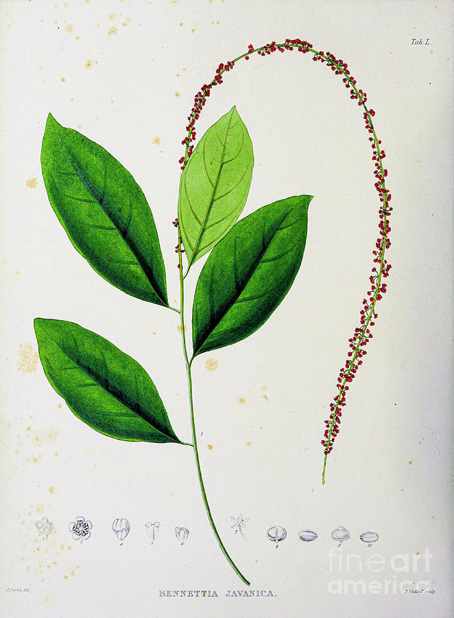 Plants of Java 1838 q24 Painting by Botany