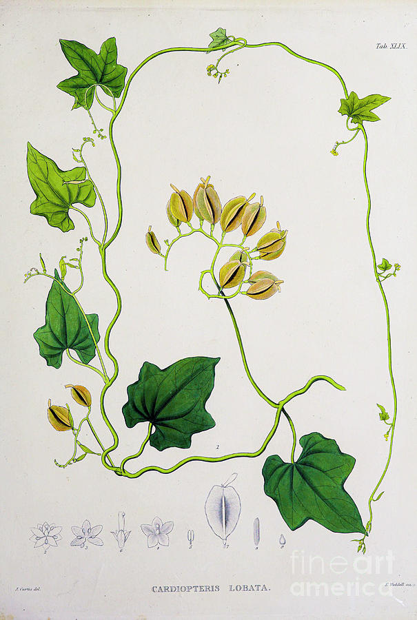 Plants of Java 1838 q26 Painting by Botany