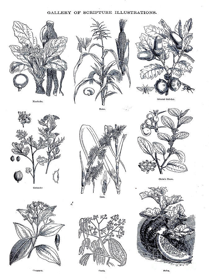Plants of the Bible s2 Photograph by Historic illustrations