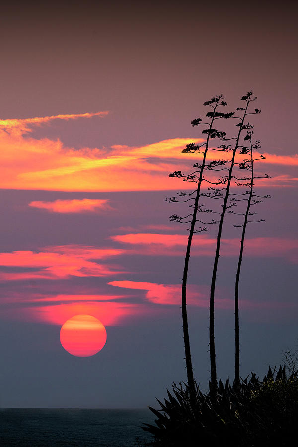 Plants on Fermin Point at Sunset by Los Angeles Photograph by Randall Nyhof
